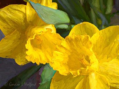 Yellow Daffodils Closeup DSCN160193 (Art)