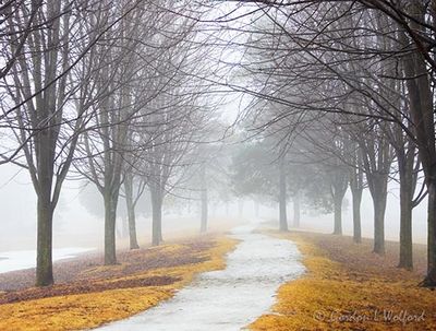 Path Through Trees In Morning Fog DSCN160370
