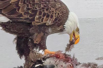 Bald Eagle On Ice With A Kill Closeup DSCN159342