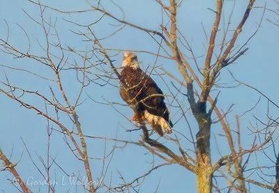 Bald Eagle In A Distant Tree DSCN160505