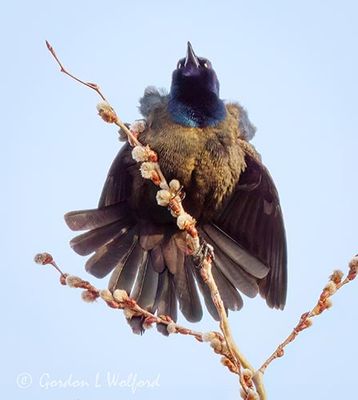 Common Grackle Courtship Display DSCN160655