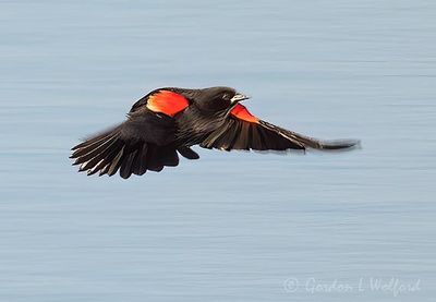 Red-winged Blackbird In Flight DSCN160706