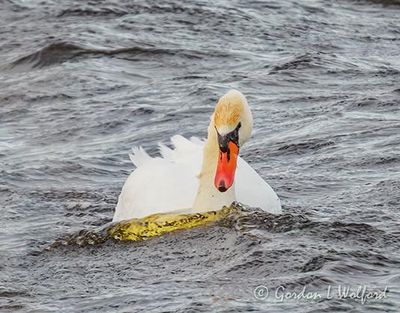 Mute Swan In Wind-Blown Water DSCN160855