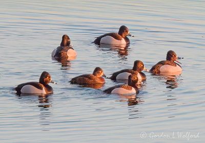 Seven Ring-necked Ducks At Sunrise DSCN160888