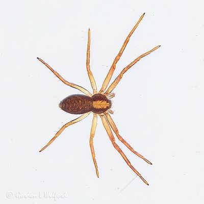 Small Spider DSCN160959