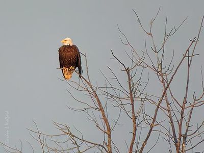 Bald Eagle In A Distant Tree DSCN161057