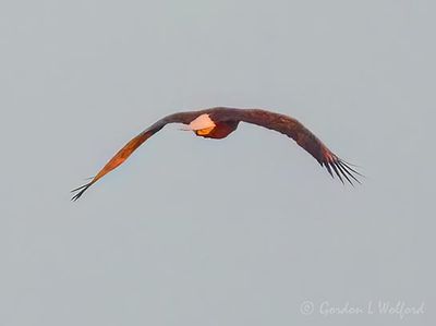 Bald Eagle Flying Away At Sunrise DSCN161313