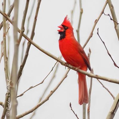 Male Cardinal Singing DSCN161432