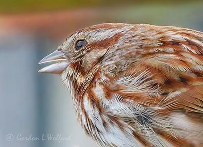 Song Sparrow Profile DSCN161589