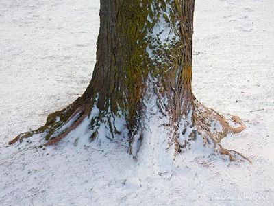 Tree Trunk In Snow DSCN161540