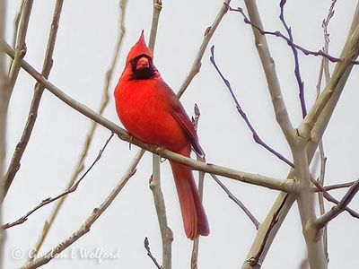 Male Northern Cardinal DSCN161441