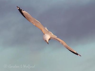 Ring-billed Gull In Flight DSCN161642