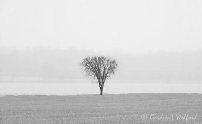 Lone Tree In Snowfall DSCN161614