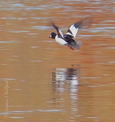 Common Goldeneye In Flight DSCN161844