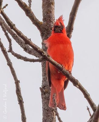 Male Northern Cardinal Calling DSCN161858