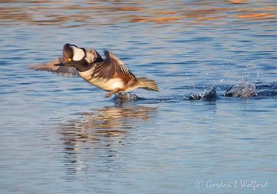 Male Hooded Merganser Taking Flight DSCN162046