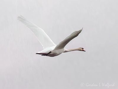 Mute Swan In Flight DSCN162123