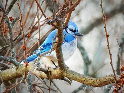 Blue Jay Behind A Branch DSCN162210
