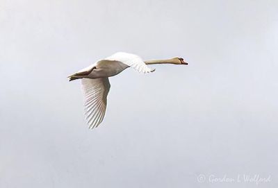 Mute Swan In Flight DSCN162129