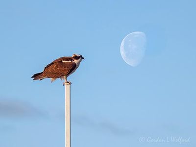 Osprey Watching Waning Worm Moon DSCN162351