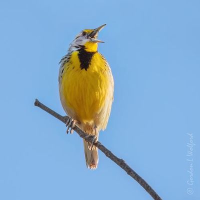 Eastern Meadowlark Singing DSCN162485