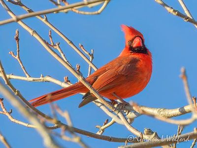 Cardinals of Ontario