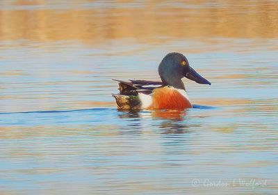 Male Northern Shoveler DSCN162629