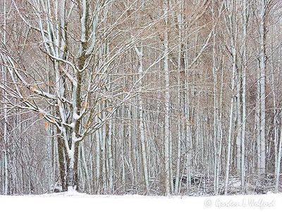 Snow Plastered Trees DSCN162815