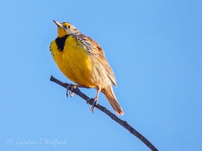 Other Birds of Ontario