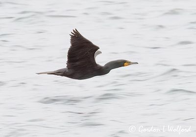 Cormorant In Flight DSCN163569