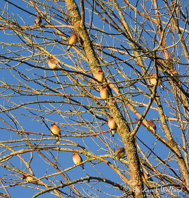Fifteen Cedar Waxwings In A Tree DSCN163682
