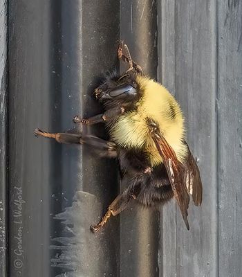 Bumblebee On A Door Jamb DSCN163745