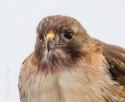 Red-tailed Hawk Portrait DSCN163594