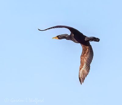Cormorant In Flight DSCN163846