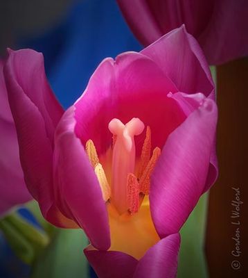 Purple Tulip Interior DSCN163859