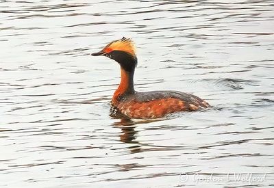 Horned Grebe In Breeding Plumage DSCN163905