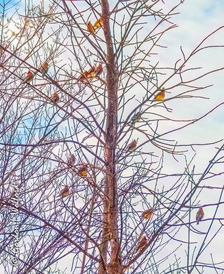 Seventeen Cedar Waxwings In A Tree DSCN164020