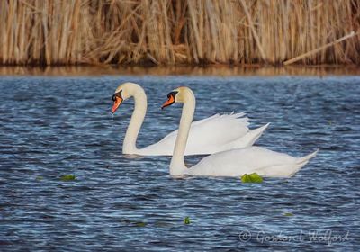 Two Mute Swans DSCN164082