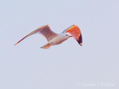 Ring-billed Gull In Flight At Sunrise DSCN164109