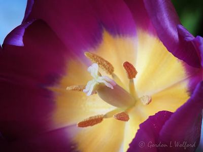 Purple Tulip Interior P1090979