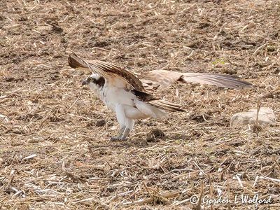 Osprey In A Field DSCN164267