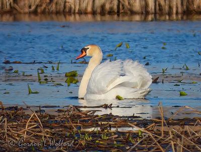 Mute Swan Busking DSCN164385
