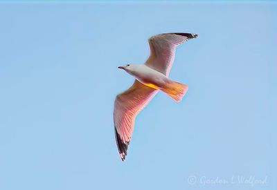 Ring-billed Gull In Flight At Sunrise DSCN164139