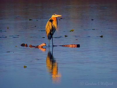 Great Blue Heron In Irish Creek At Sunrise DSCN164598