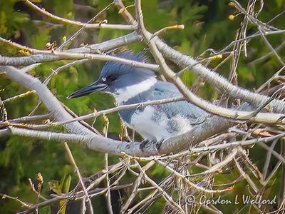 Belted Kingfisher In A Tree DSCN164685