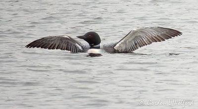 Common Loon Spreading Its Wings DSCN164733-4