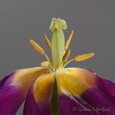 Wilted Purple Tulip P1100017