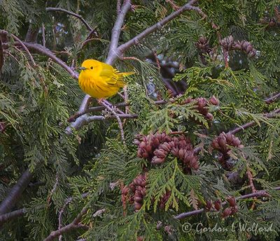 Yellow Warbler In An Evergreen Bush DSCN165072