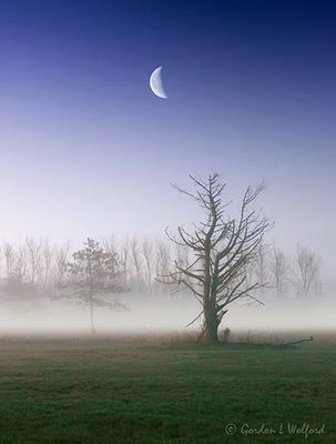 Moon Beyond Ground fog 90D109978