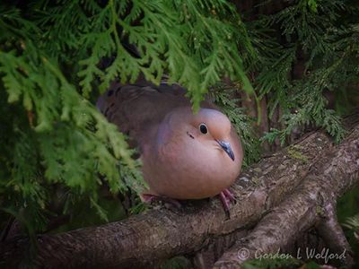 Mourning Dove Lurking In An Evergreen Bush DSCN165458